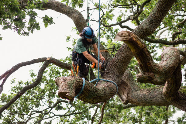 Best Utility Line Clearance  in USA